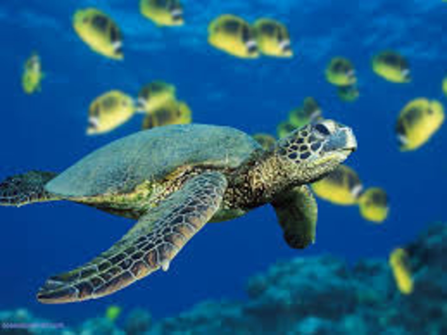 <p>(sea) turtle</p>