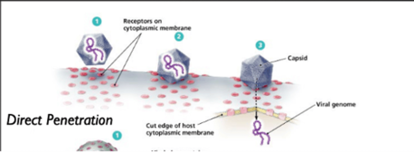 <p>naked viruses</p>