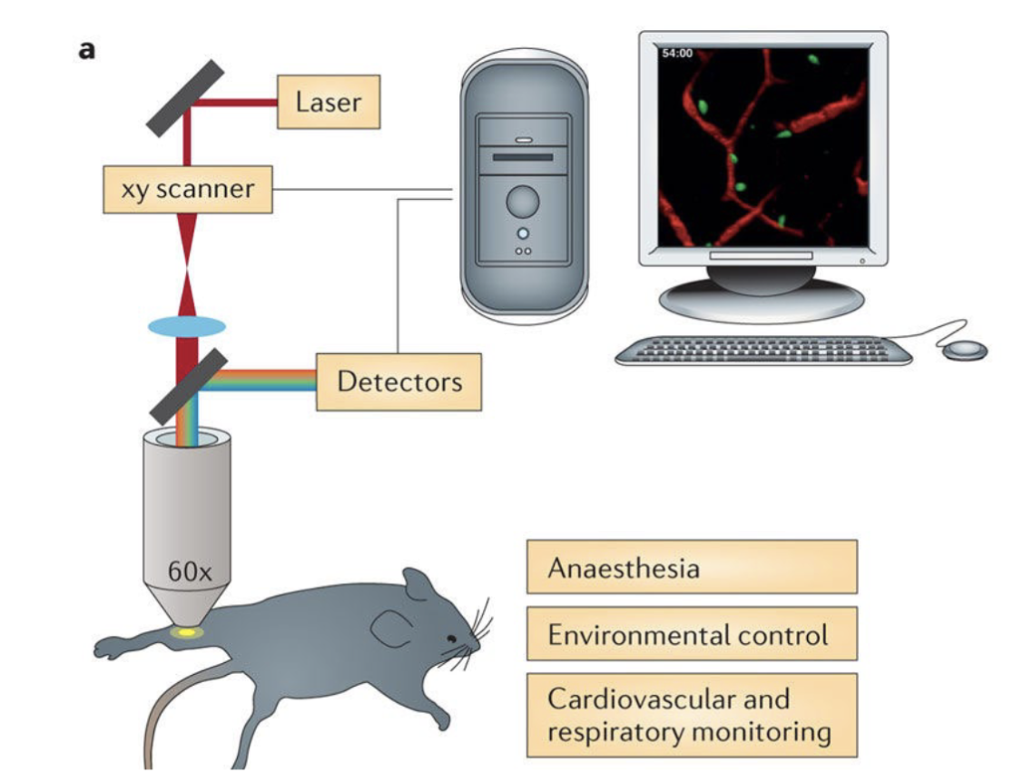 <p>can follow the molecule or cell type change in live animal</p><p>produces real time observations</p>