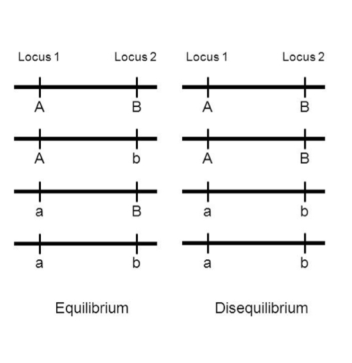 <p>Nonrandom  </p><p>Linkage disequilibrium</p><p>Non-random</p><p>SNP haplotype</p><p>cross overs </p>