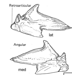 <p>A bone located in the lower jaw.</p>