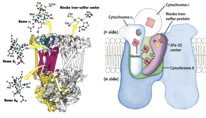 <ul><li><p>Complex III: Q-cytochrome c oxidoreductase</p></li><li><p>Four tightly bound prosthetic groups:</p></li></ul><ol><li><p>Cytochrome b→ contains two heme groups b<sub>L</sub> and b<sub>H</sub></p></li><li><p>Reiske Iron sulfur cluster</p></li><li><p>Cytochrome c<sub>1</sub>→ delivers electrons one at a time to cytochrome c and has one heme group c<sub>1</sub></p></li></ol><ul><li><p>During electron flow, 2 H<sup>+</sup> are released from QH<sub>2</sub> and 2 H<sup>+</sup> are additionally pumped from the matrix to the cytosolic side</p></li></ul><p></p>