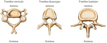 <ul><li><p>cervical : rectangulaire petit avec des uncus (pointes osseuses)</p></li><li><p>thoracique : cylindrique avec facettes costales</p></li><li><p>lombaire : réniforme et osseux</p></li></ul>