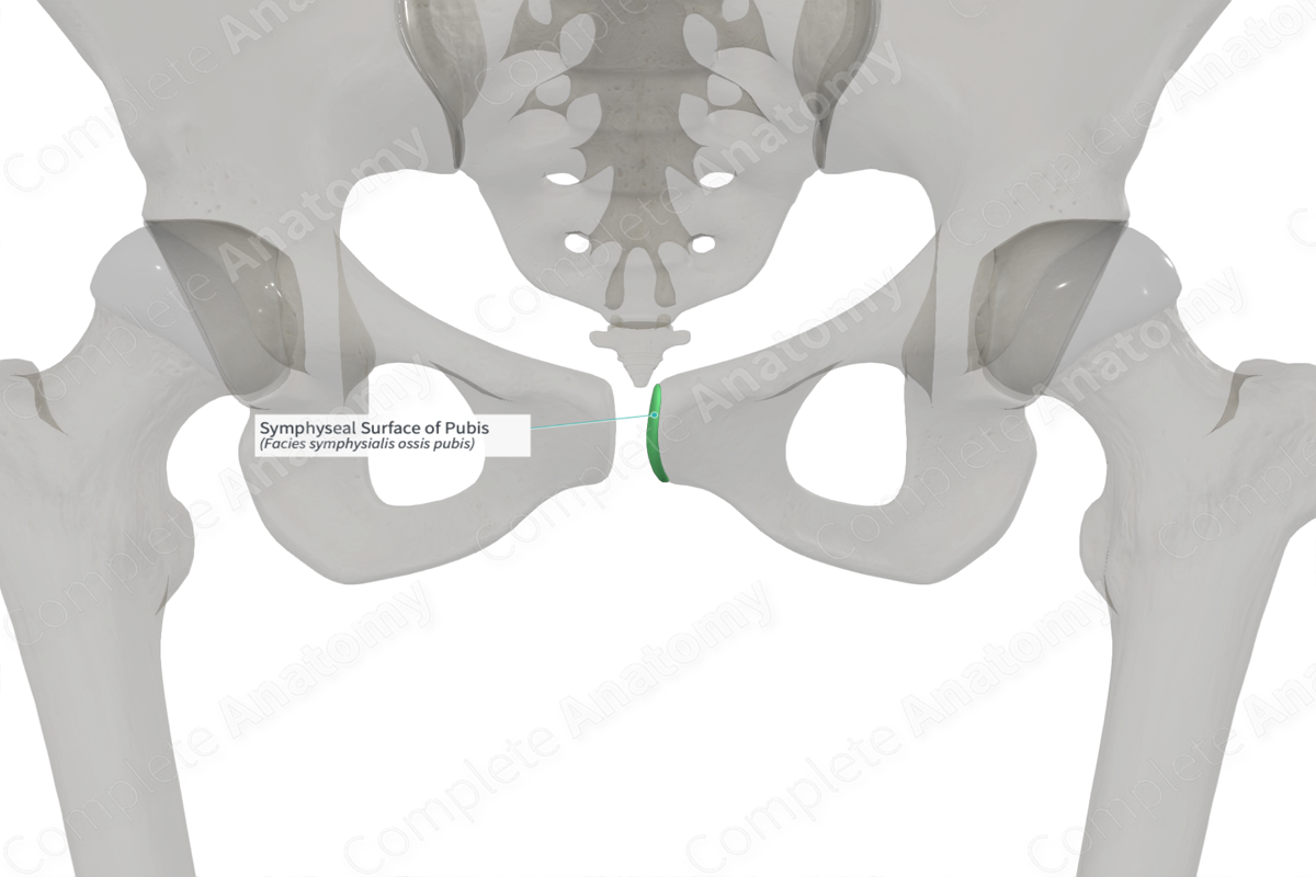 <p>in contact with fibrocartilage disc to form pubis symphysis</p>