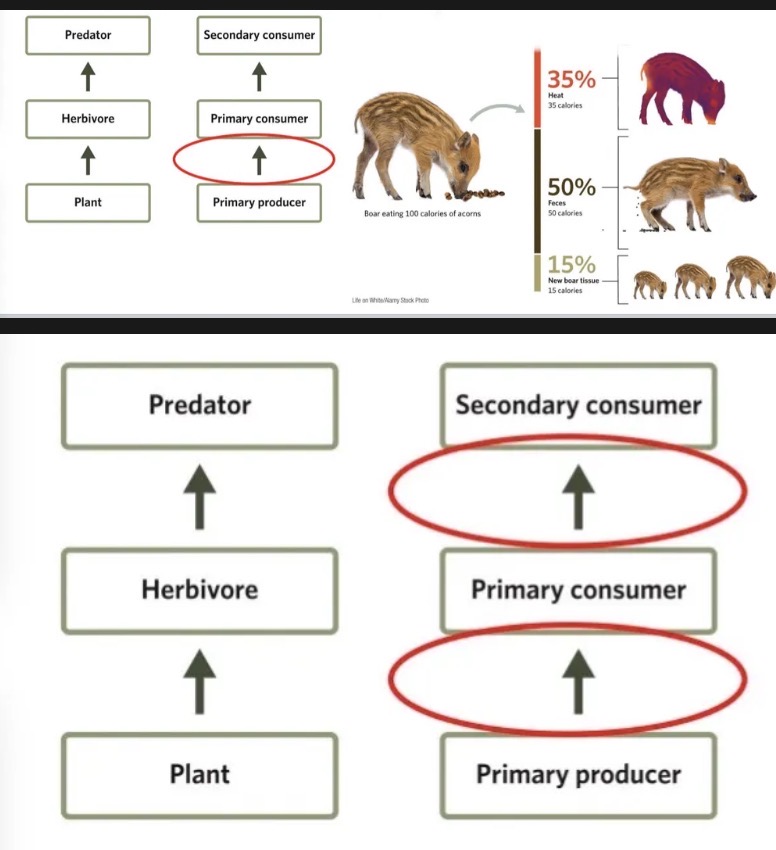 <p><span><span>(~10-20%) limits the amount of biomass that can accumulate at higher trophic levels</span></span></p>
