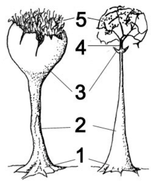 <p>Filamentos estériles entrelazados entre las esporas en la gleba de los mixomicetos. (5)</p>