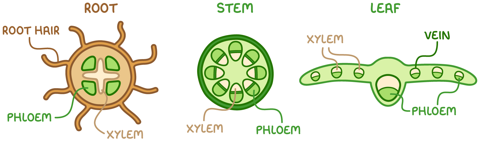 <ul><li><p>Roots:</p><ul><li><p>found in centre</p></li><li><p>xylem in centre core</p></li><li><p>phloem on edges of centre core </p></li></ul></li><li><p>Stems:</p><ul><li><p>found around the outside</p></li><li><p>xylem found closest to centre of stem</p></li><li><p>phloem found closest to epidermis</p></li></ul></li><li><p>Leaves</p><ul><li><p>vascular bundles form midrib and veins→ spread from centre of leaf</p></li><li><p>xylem found on upper side of epidermis</p></li><li><p>phloem found on lower side of epidermis</p></li></ul></li></ul>