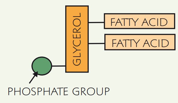 <p>They have two fatty acids chains and a phosphate group with glycerol between the two</p>