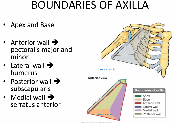 <p>Anterior wall = pec major/minor</p><p>Lateral wall = humerus</p><p>Posterior wall = subscapularis</p><p>Medial wall = SA</p>
