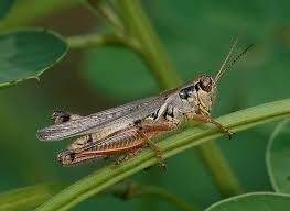 <p>Short horned grasshopper- Short antennae</p>