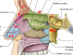 <p>Superiorly - Ethmoid Bone (cribiform plate)</p><p>Anteriorly - Frontal + Nasal bone, Lateral process septal cartilage, Major alar cartilage</p><p>Posteriorly - Sphenoid, Medial pterygoid plate, Vomer</p>