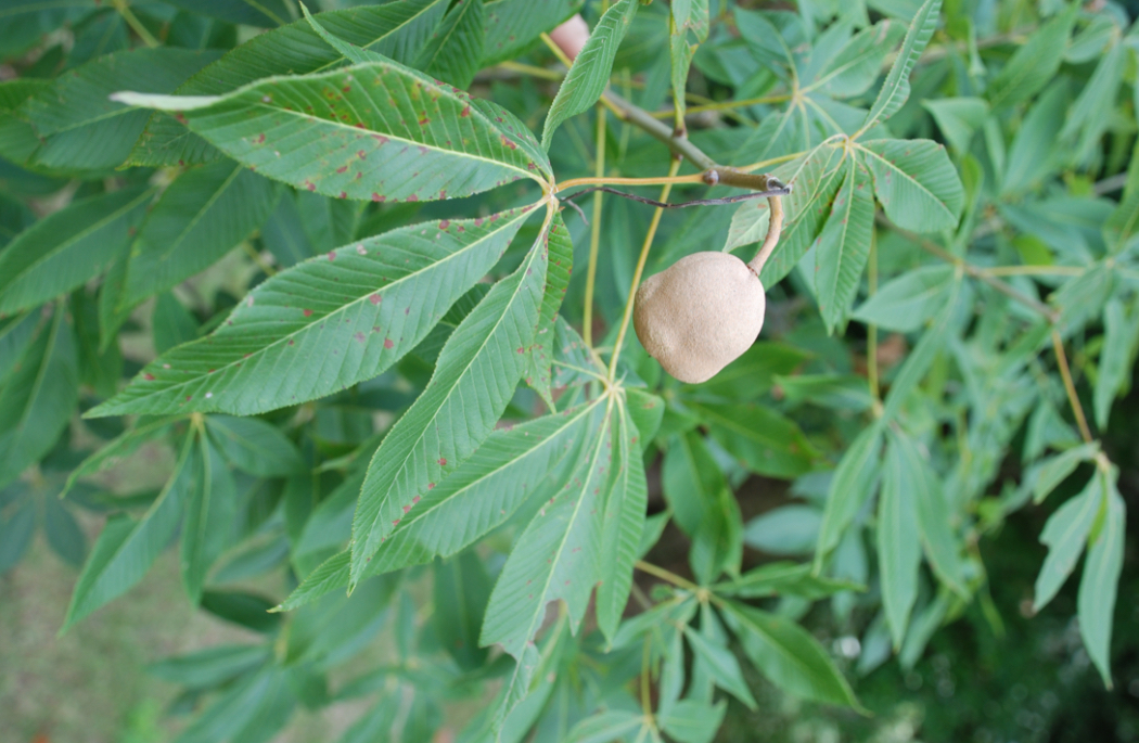 <p>red buckeye</p>