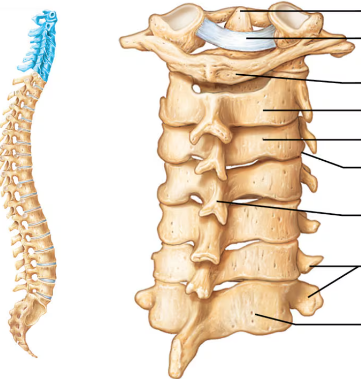 <p>The cervical vertebrae</p>