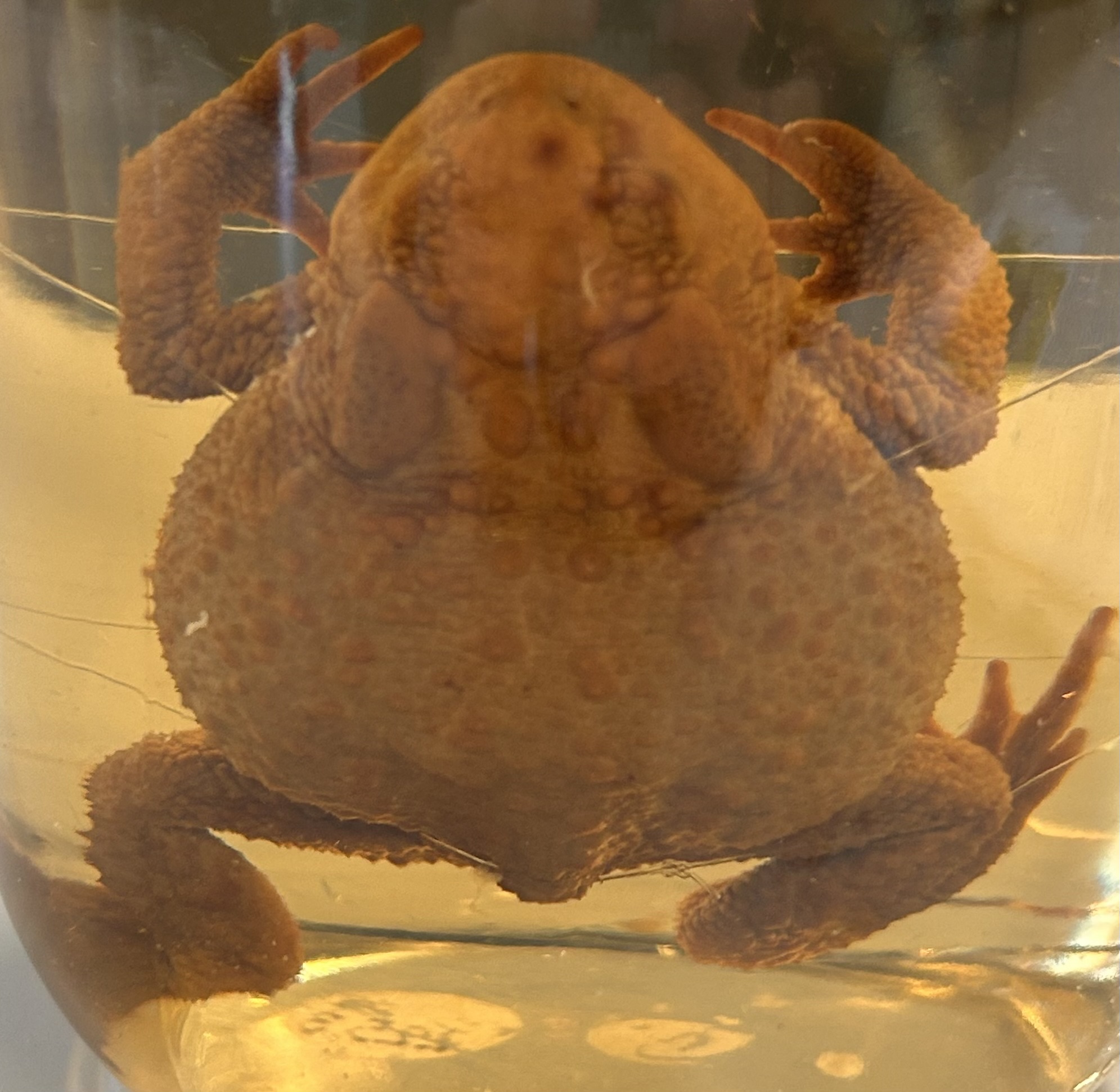 term image