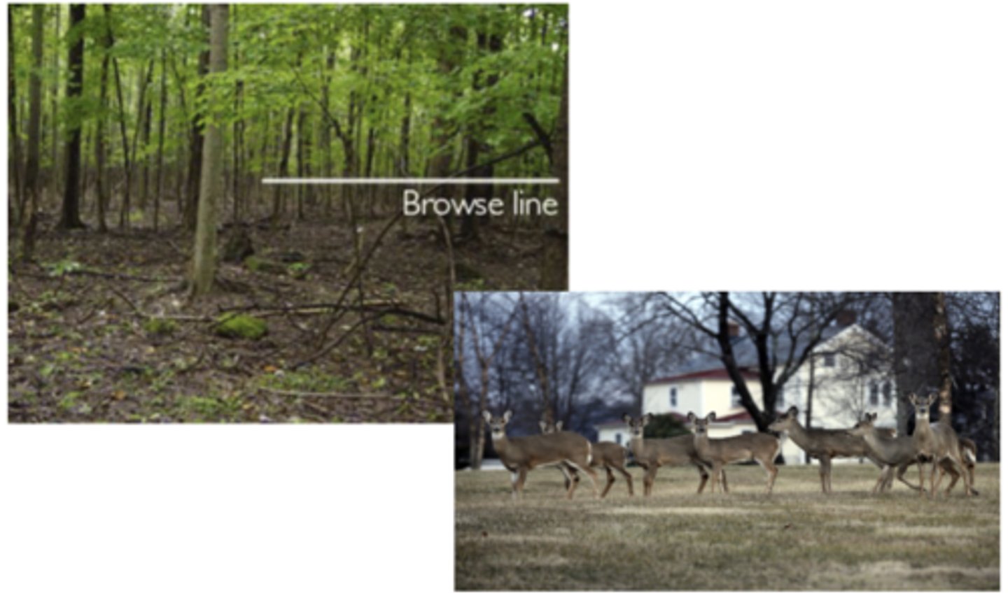 <p>Clear horizontal line in the forest where vegetation has been eaten away up to the heigh that deer can reach; below this line, shrubs, young trees, and undergrowth are missing because deer have eaten them</p><p>-when deer are overpopulated (i.e. loss of carnivores in the ecosystem), they consume too much vegetation and reduce plant regeneration and biodiversity</p>