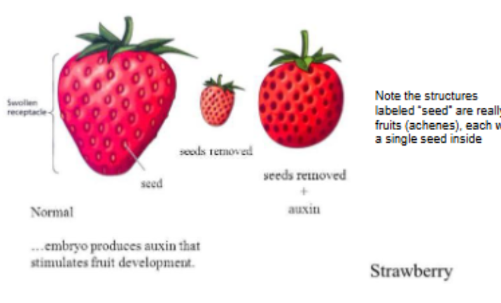 <p>Auxin promotes ___ development</p>