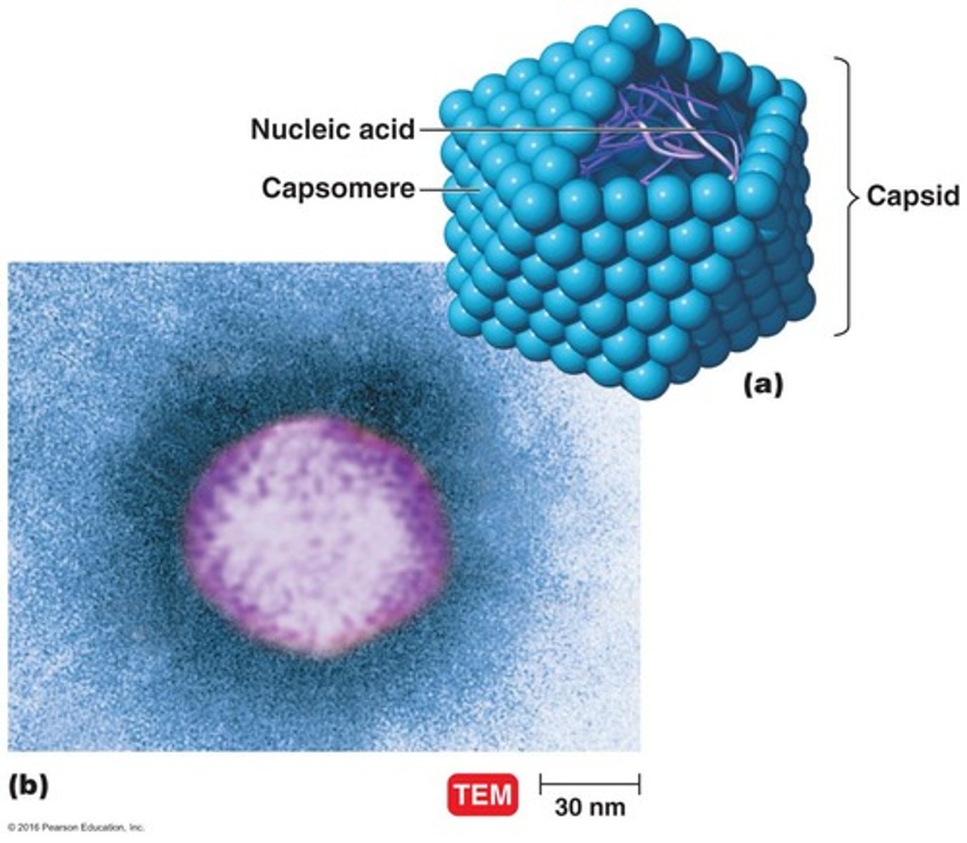 <p>Protein coat surrounding a virus's nucleic acid.</p>