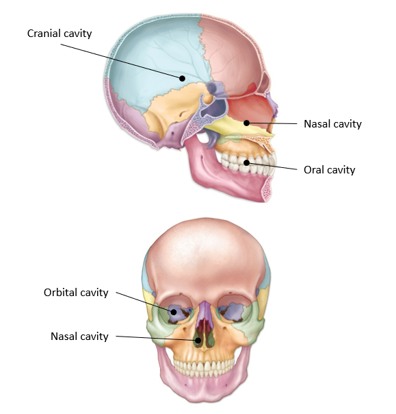 <p>-contains passages for air and special sensory neurons for smell; it is considered the first part of the respiratory tract</p><p>-divided by the septum (formed by vomer &amp; ethmoid bone)</p><p>-formed by sphenoid, ethmoid, palantine, nasal bones, maxilla, &amp; inferior nasal concha</p>