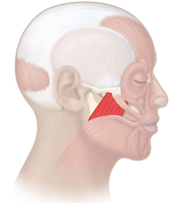 <p><span>Action and innervation of the mastication muscle: Masseter</span></p>
