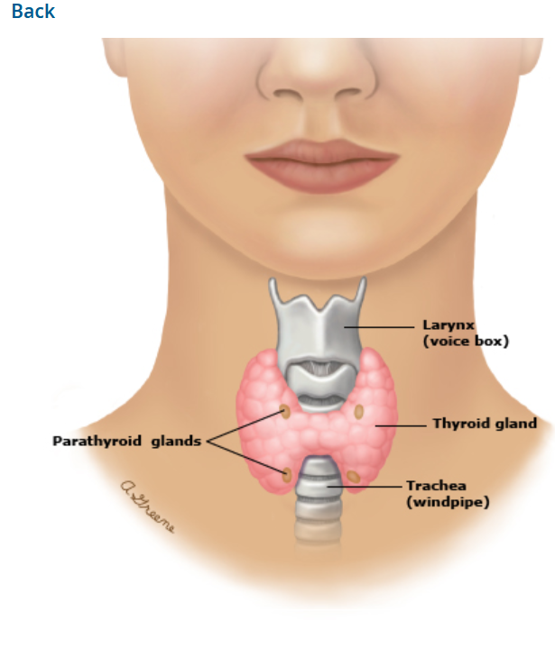 <p>Produces thyroid hormones (T3 and T4) that regulate metabolism, growth, and energy levels.</p>