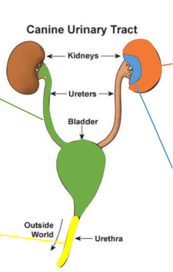<p>renal parenchyma; orange in image</p>