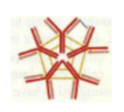 <p>22. What can you conclude if you find the structure at the right in a patient?</p><p class="p1">A. The patient has been recently infected.</p><p class="p1">B. The patient is a fetus.</p><p class="p1">C. The patient is suﬀering from allergies.</p><p class="p1">D. This is at least the second time the patient has had the same disease.</p><p class="p1">E. The patient is suﬀering an autoimmune disease.</p>