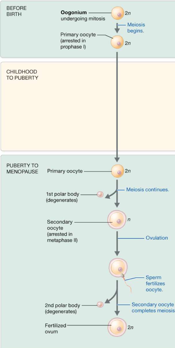 <p>instead of having 2 daughter secondary oocytes after meiosis I like in spermatogenesis we end up with only one daughter cell and a much smaller polar body due to unequal cytoplasmic distribution</p>