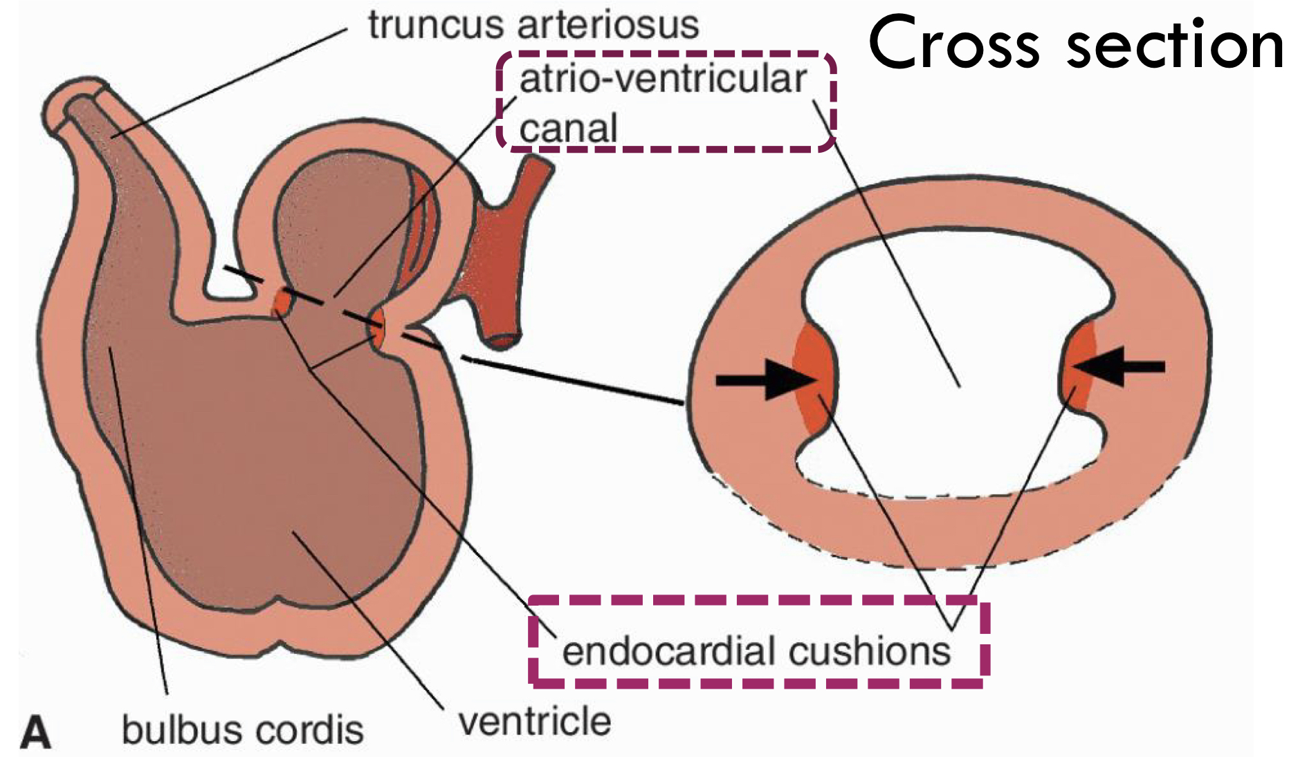 <p>Initially the <span style="color: purple"><strong>heart tube</strong></span><strong> </strong>= <span style="color: purple"><strong>single structure </strong></span>which contain <span style="color: purple"><strong>common AV canal </strong></span></p>