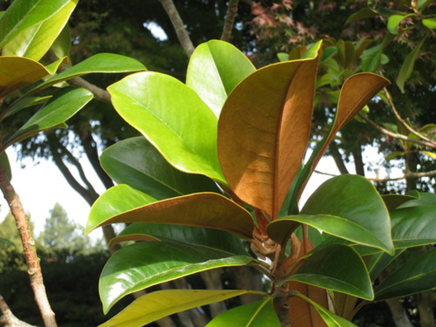 <p>southern magnolia</p><p>Family: Magnoliaceae</p><p>Distinguish:</p><p>- Melon fruit</p><p>- Underside of leaf is velvet and rust colored</p><p>- Giant wavy leaves</p>