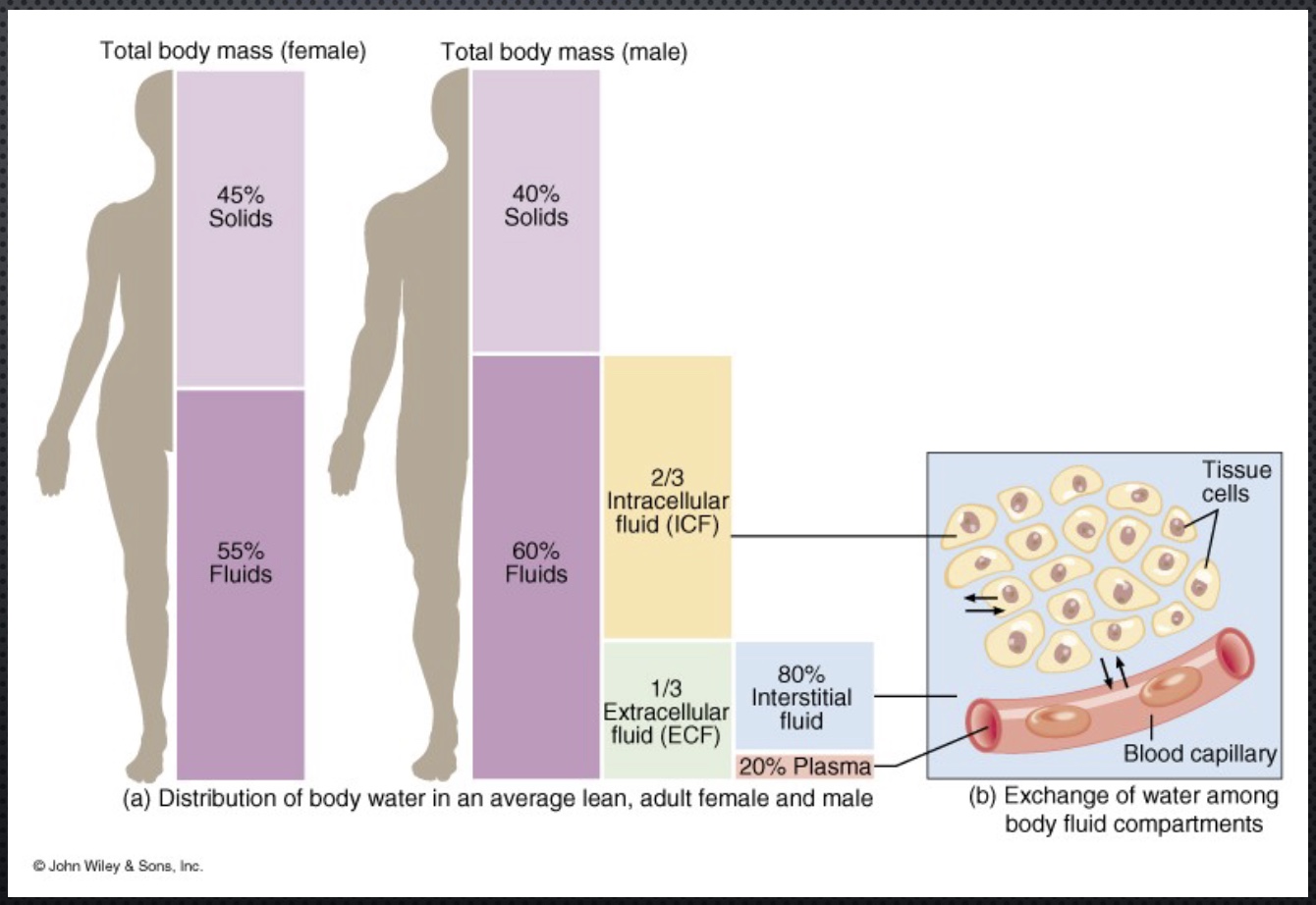<p>-Males more fluids than females</p><p>-Body composition impacts total fluid content; fat has less water, lean tissue is more watery</p><p>-water is added to (via the GI or IV) or removed from (via kidneys) the blood</p><p>*also shows 2/3 intracellular, 1/3 extracellular (w/ 80% interstitial fluid and only 20% plasma)</p>