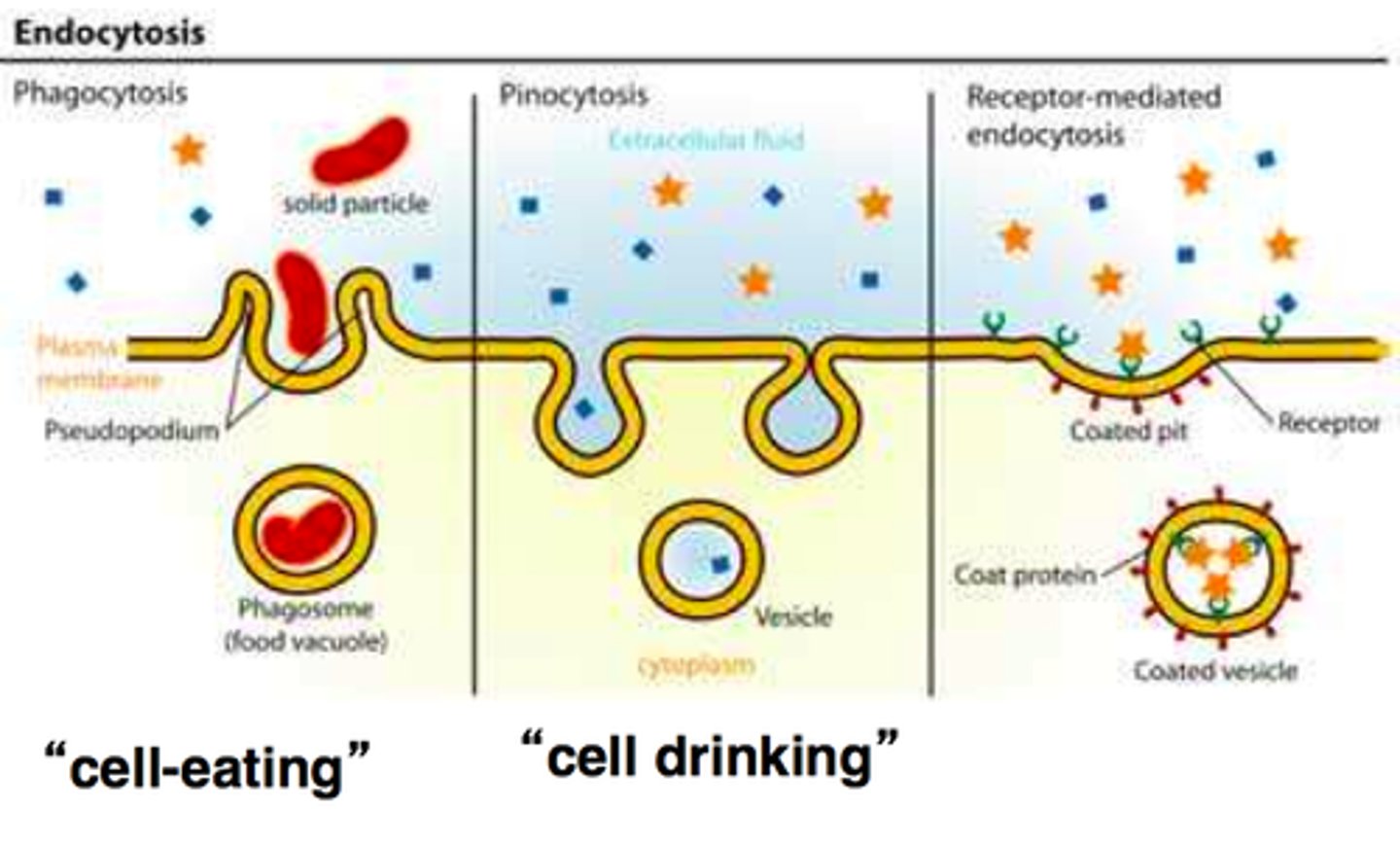 <p>phagocytosis, pinocytosis, receptor-mediated endocytosis</p>
