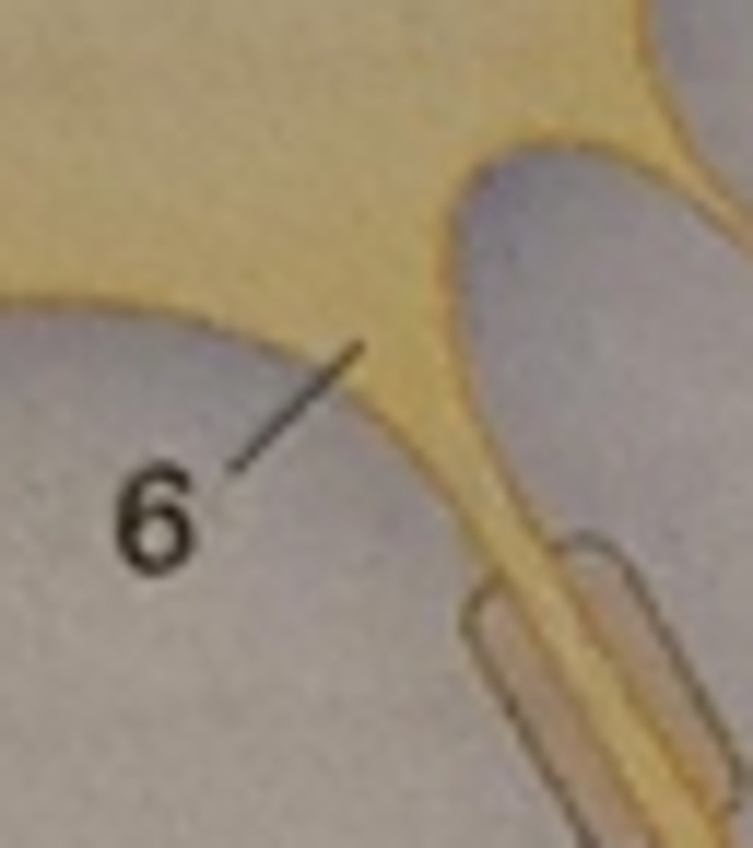 <p>Bereich, dem das Axon entspringt.</p>