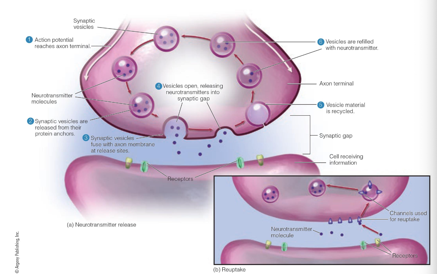 <p>Presynaptic membrane vs postsynaptic membrane</p>