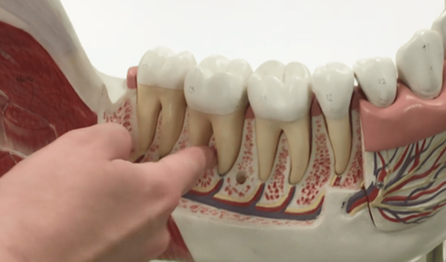 <p>run along base of roots</p>