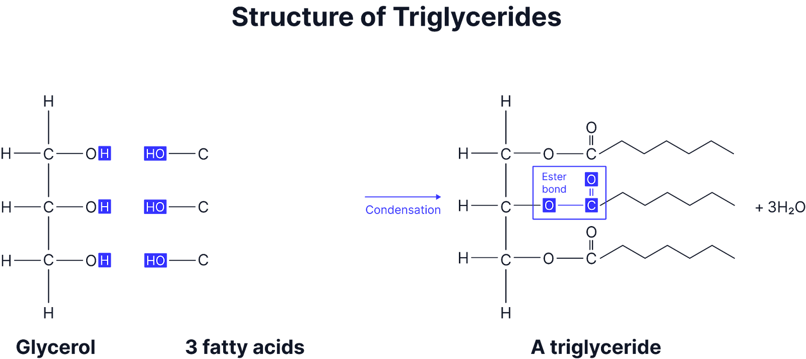 <p>Formed: A lipid with 3 fatty acid chains and glycerol</p><p>Condensation bond: Ester bond</p><p>Hydrolysis enzymes : lipases</p><p>Function and uses: </p><p><strong>Energy Storage</strong>:</p><p class="helperbird-reading-line-height-22">Triglycerides have a <strong>high ratio of carbon-hydrogen bonds,</strong> making them <strong>excellent energy stores</strong>.</p><p class="helperbird-reading-line-height-22">They provide <strong>more energy per gram than carbohydrates</strong>.</p><p><strong>Waterproofing</strong>:</p><p class="helperbird-reading-line-height-22">They are <strong>insoluble in water</strong> (hydrophobic) so do not affect water potential and do not affect osmosis in cells.</p><p class="helperbird-reading-line-height-22">Used for waterproofing in <strong>waxy cuticles of plants and insect exoskeletons</strong>.</p><p><strong>Insulation</strong>:</p><p class="helperbird-reading-line-height-22">Act as <strong>thermal insulators</strong> in mammals (e.g., blubber in whales)</p><p class="helperbird-reading-line-height-22">Provide <strong>electrical insulation </strong>around nerve cells.</p><p><strong>Protection</strong>: </p><p>Stored around <strong>vital organs </strong>to provide mechanical protection (e.g., kidneys).</p><p><strong>Buoyancy</strong>:&nbsp;<strong>Triglycerides are less dense than water</strong>, helping aquatic animals such as seals and whales to stay afloat.</p>