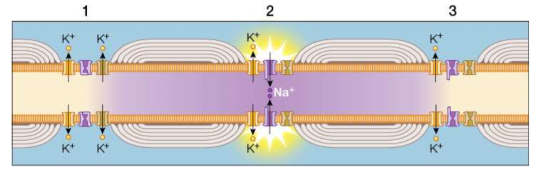 <p>The conduction of an action potential is traveling from left to right in this myelinated axon. Which statement is true?<br><br>a. depolarization at node 2 is being caused by the opening of voltage-gated K+ channels.<br>b. the speed of the action potential in this axon depends mostly on its diameter.<br>c. Na+ channels have inactivated at node 1 and have entered a refractory state. </p>
