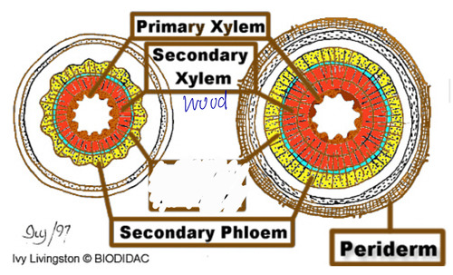 <p>c<span>ylinder of thin-walled cells that forms secondary vascular tissue</span></p>