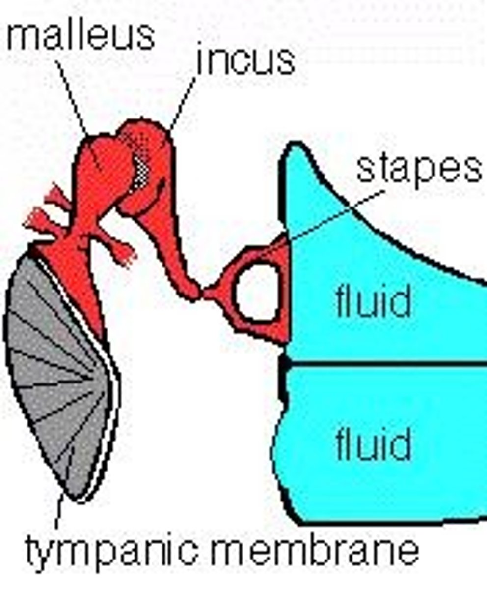 <p>Three tiny bones in the middle ear: malleus, incus, and stapes that transmit vibrations to the inner ear.</p>