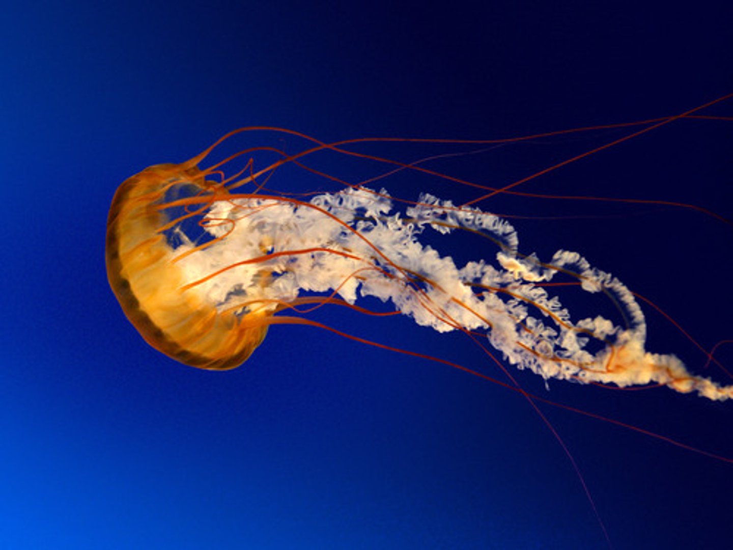 <p>Phylum?</p>