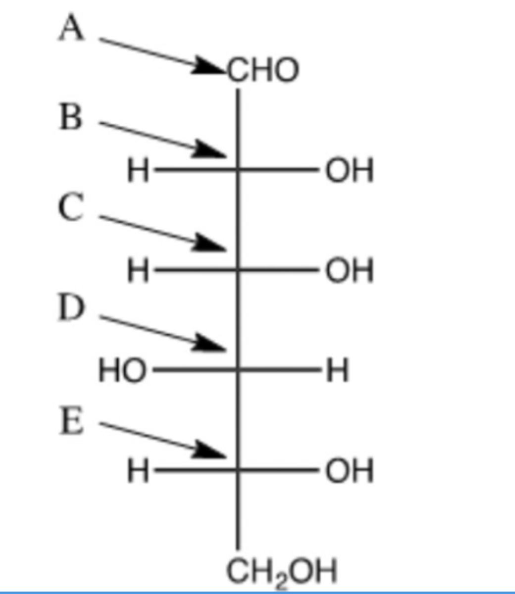 <p>Which arrow correctly identifies the atom that will become the anomeric carbon?</p>
