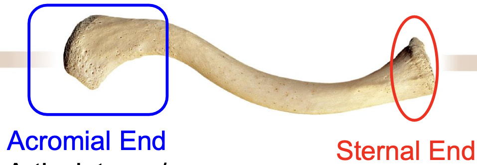 <p>The sternal end of the clavicle articulates with the</p>
