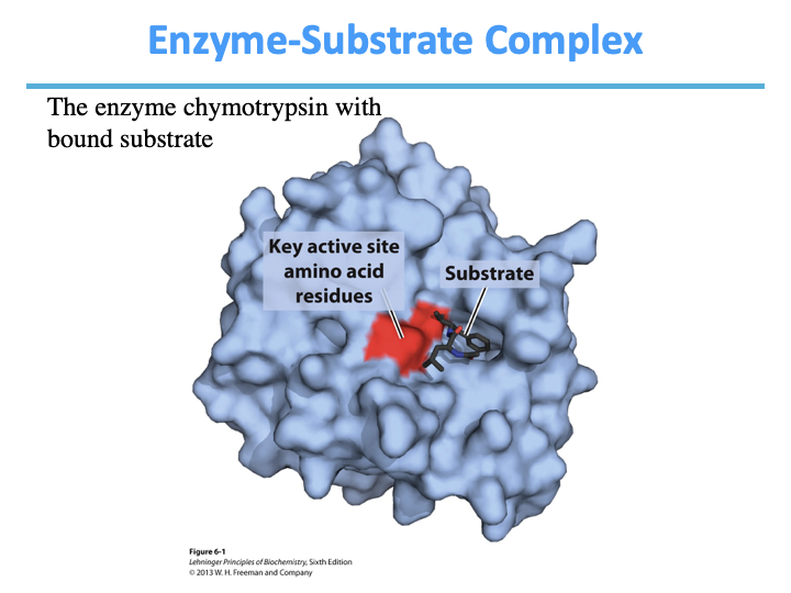 <ul><li><p>substrates</p></li><li><p>Michaelis complex</p></li></ul><p></p>