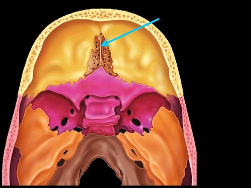 a thick, midline, smooth triangular process arising from the superior surface of the ethmoid bone, projecting into the anterior cranial fossa.