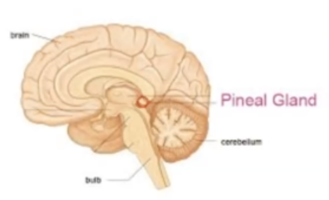 <p>Where is Pineal Gland located and it&apos;s major hormone?</p>