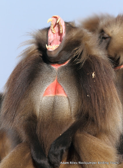 <p>Gelada</p>