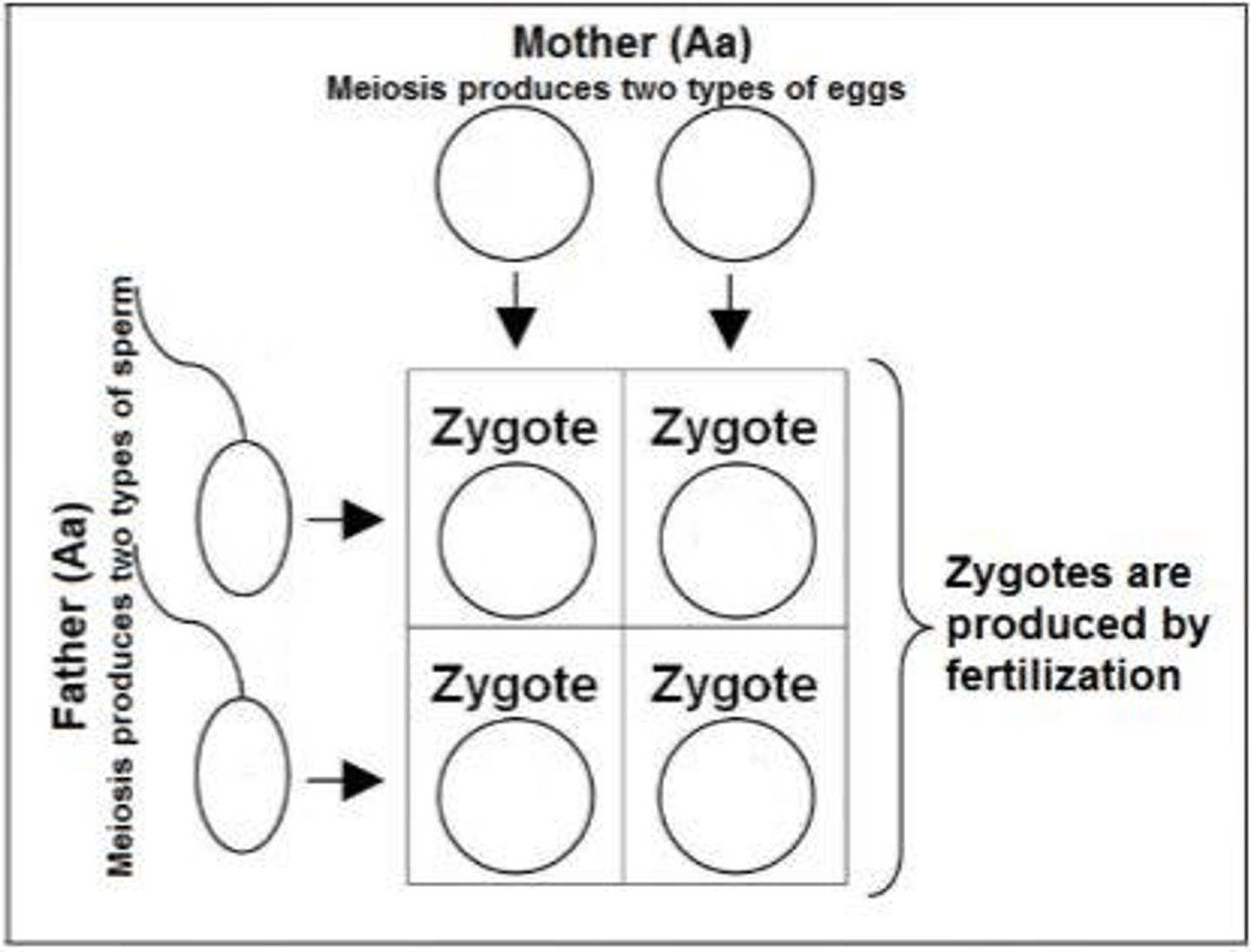 <p>To predict all possible allele combinations of offspring produced by two parents and determine the probability of specific genotypes and phenotypes.</p>