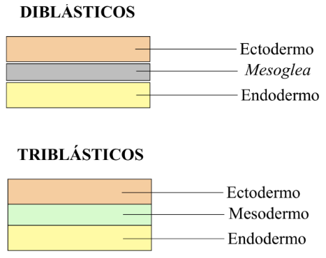 <p>La gastrulación consiste en la formación de las capas germinales. Cuando los grupos de células se reorganizan quedarán células en parte interna, externa e incluso una capa intermedia. Lo que determinará unos órganos u otros.</p><p>Atendiendo al número de capas germinales que se hayan formado encontramos organismos:</p><ul><li><p><strong>Diblásticos: </strong>dos capas, ectodermo y endodermo unidos por una mesoglea (zona de unión, no son células).</p></li><li><p><strong>Triblásticos:</strong> tres capas, ectodermo, endodermo y mesodermo.</p></li></ul><p></p>