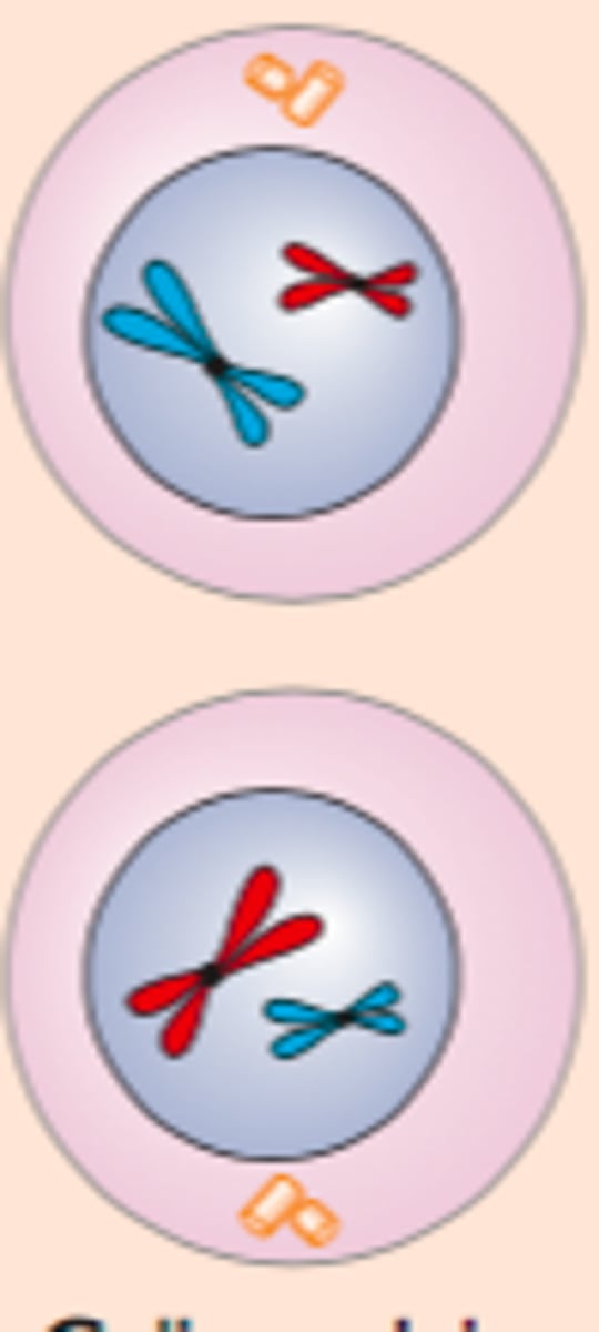<p>Cellene deler seg og gir to haploide datterceller der hvert kromosom består av to søsterkromatider</p>