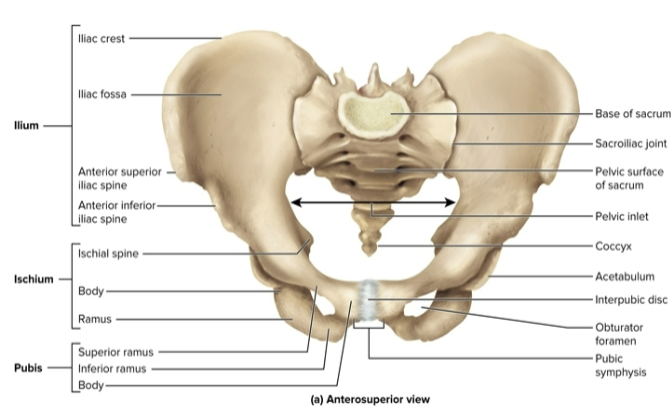 <p>Pelvis</p>