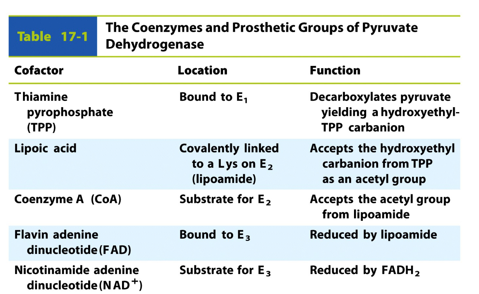 cofactor: taming pyrophosphate (TPP)

\- location: bound to E1

\- function: decarboxylates pyruvate yielding a hydroxyethyl-TPP carbanion

cofactor: lipoic acid

\- location: covalently linked to a Lys on E2 (lipoamide)

\- function: accepts the hydroxyethyl carbanion from TPP as an acetyl group

cofactor: coenzyme A (CoA)

\- location: substrate for E2

\- function: accepts the acetyl group from lipoamide

cofactor: flavin adenine dinucleotide (FAD)

\- location: bound to E3

\- function: reduced by lipoamide

cofactor: nicotinamide adenine dinulceotide (NAD+)

\- location: substrate for E3

\- function: reduced by FADH2